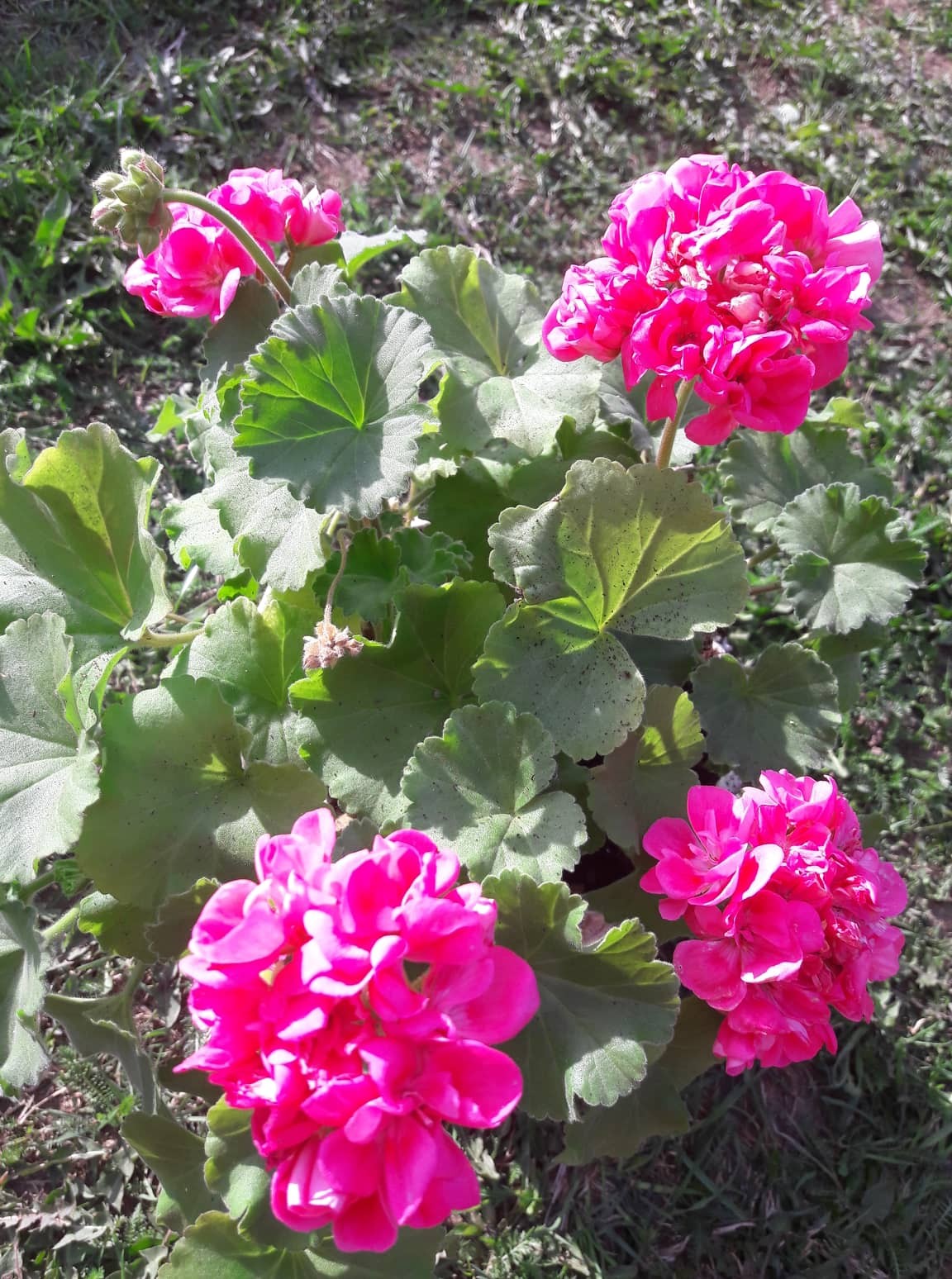 Veselības augi tavai mājas aptieciņai izstādē “Dārzs un dzīvesstils 2019” no 10. līdz 12. maijam Ķīpsalā (Bilde 3)