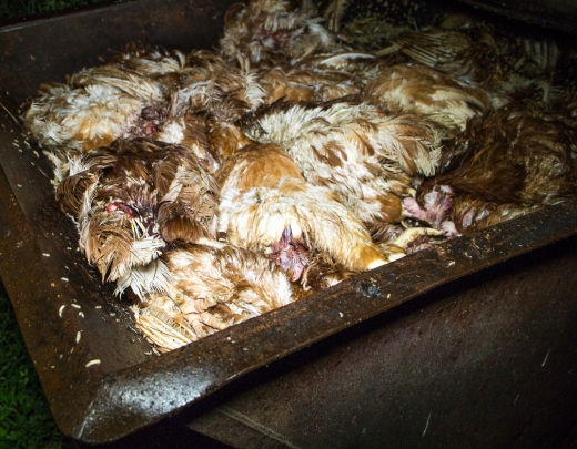 Tārpi, skudras un citas šausmas. Balticovo olas un vistas tiešām ir ēdamas?