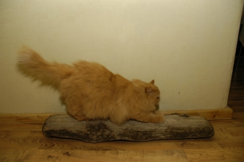 Dziedātāja IGO ģimenē lielas sēras (FOTO) (Bilde 1)