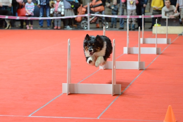 Skaistāko un dižciltīgāko suņu un kaķu izstāde Latvijas uzvarētājs 2023 (Bilde 4)