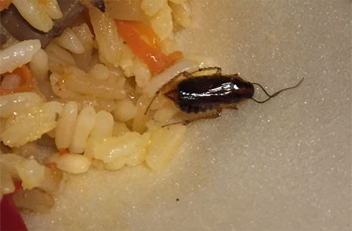 Prusaku un tarakānu valstība - prestižais Spices Lido (Bilde 4)