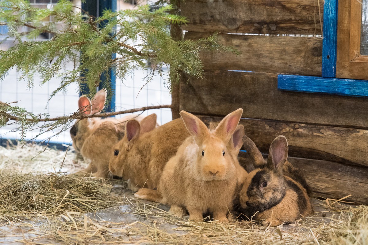 Skaistākie kaķi un dejas ar suņiem! Jautras brīvdienas PetExpo 2019 Ķīpsalā (Bilde 2)