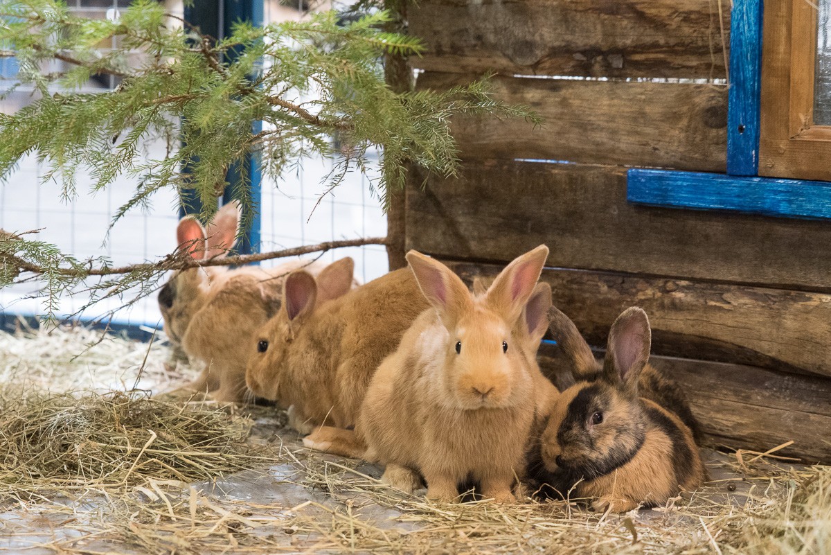 Skaistākie kaķi un dejas ar suņiem! Jautras brīvdienas PetExpo 2019 Ķīpsalā (Bilde 2)