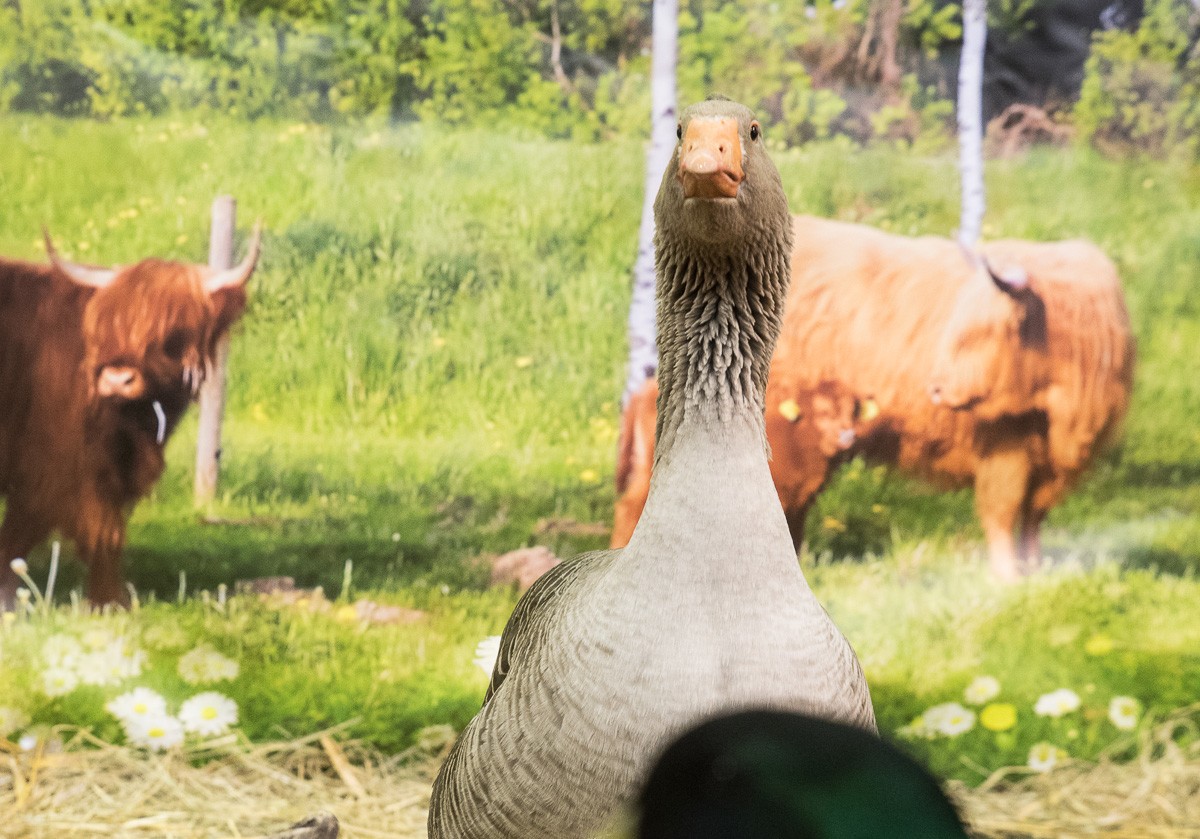 Skaistākie kaķi un dejas ar suņiem! Jautras brīvdienas PetExpo 2019 Ķīpsalā (Bilde 3)