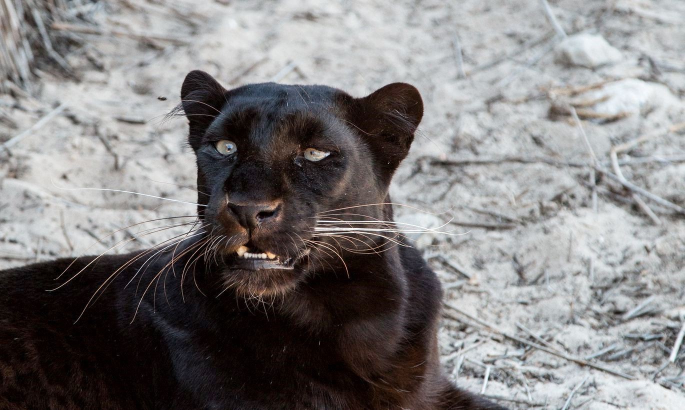 Iepērkaties PTA? Jūs maksājat sodu visatļautības sajūtas pārņemtās melnā leoparda sakropļotāju ģimenes vietā (Bilde 2)