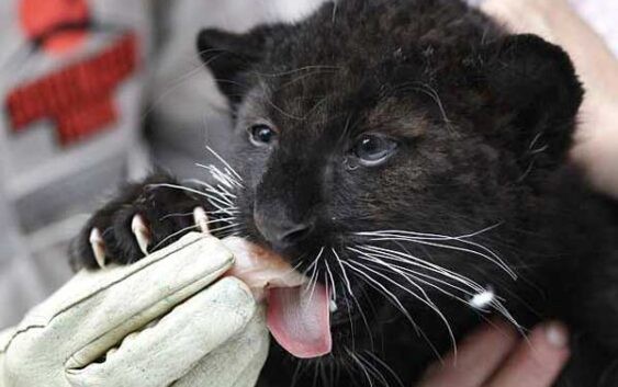 Iepērkaties PTA? Jūs maksājat sodu visatļautības sajūtas pārņemtās melnā leoparda sakropļotāju ģimenes vietā (Bilde 3)