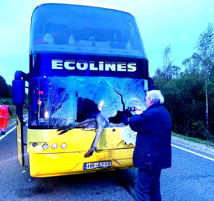 Pirmoreiz ko šādu redzam! Šoferi šokā. Briesmīgā autokatastrofā Līvānos alnis ietriecas autobusa salonā pie pasažieriem (Bilde 1)