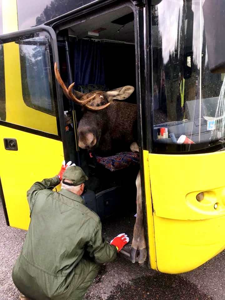 Pirmoreiz ko šādu redzam! Šoferi šokā. Briesmīgā autokatastrofā Līvānos alnis ietriecas autobusa salonā pie pasažieriem (Bilde 2)