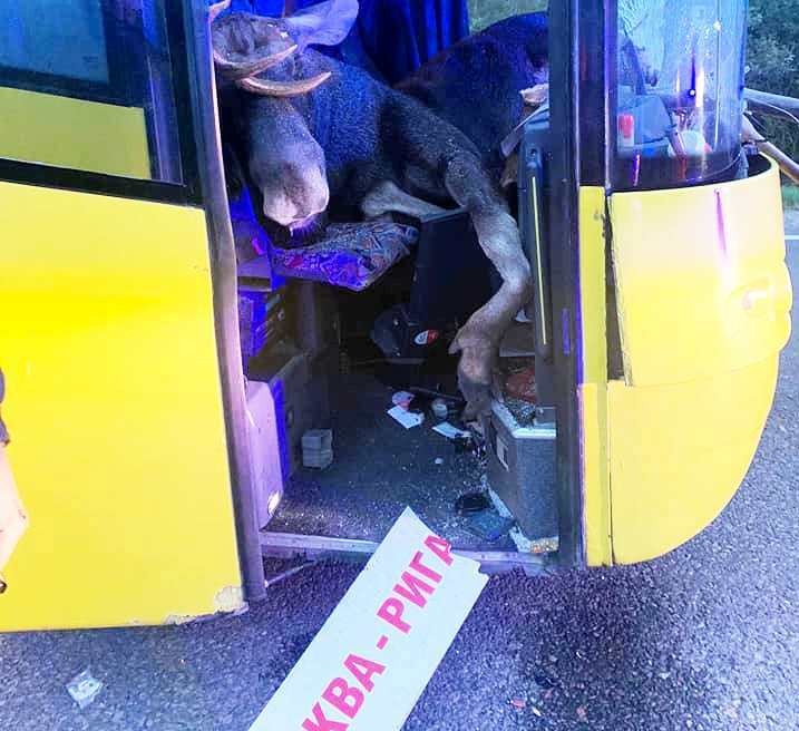 Pirmoreiz ko šādu redzam! Šoferi šokā. Briesmīgā autokatastrofā Līvānos alnis ietriecas autobusa salonā pie pasažieriem (Bilde 3)