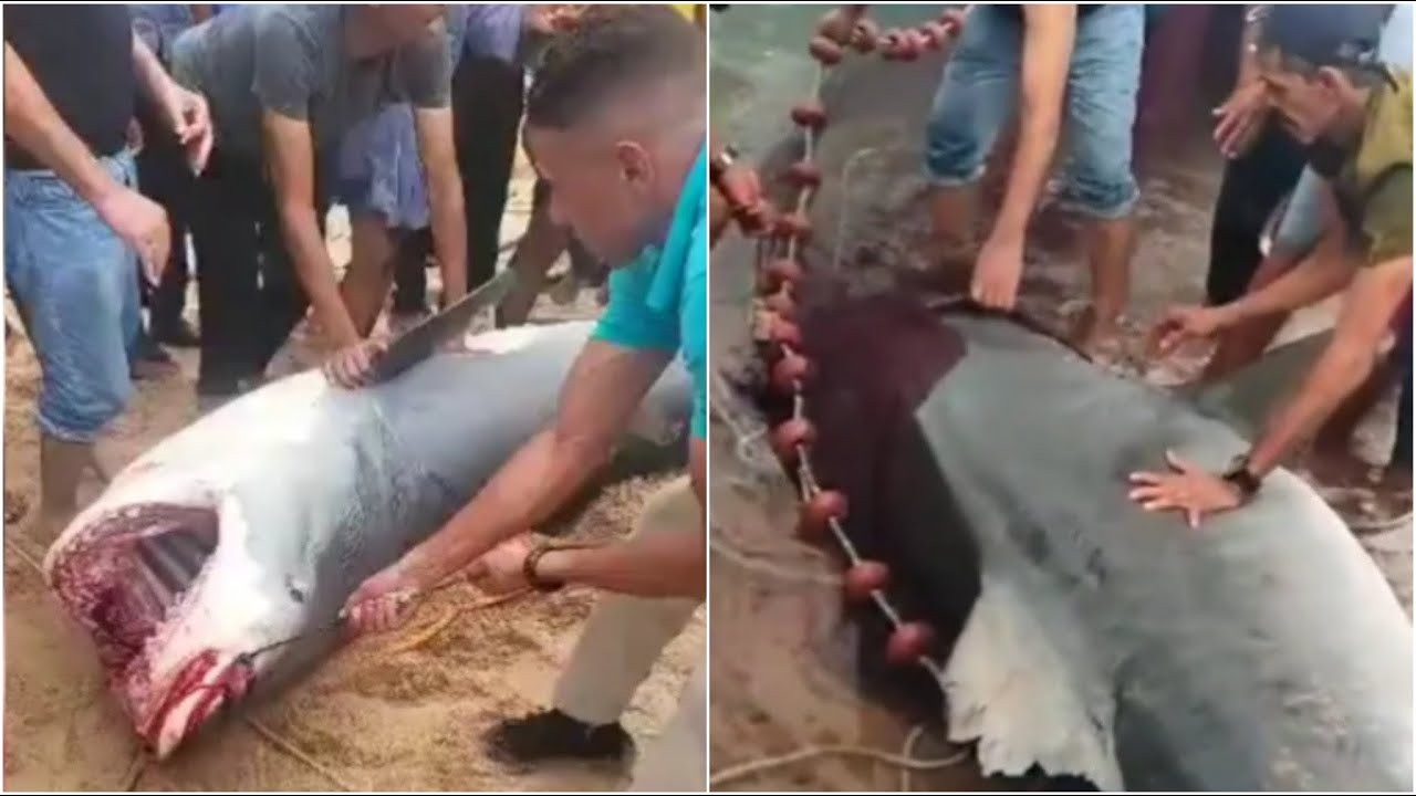 Letāls haizivs uzbrukums krievam. VIDEO (Bilde 1)