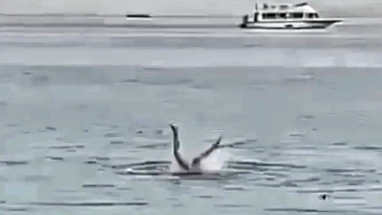 Letāls haizivs uzbrukums krievam. VIDEO (Bilde 2)