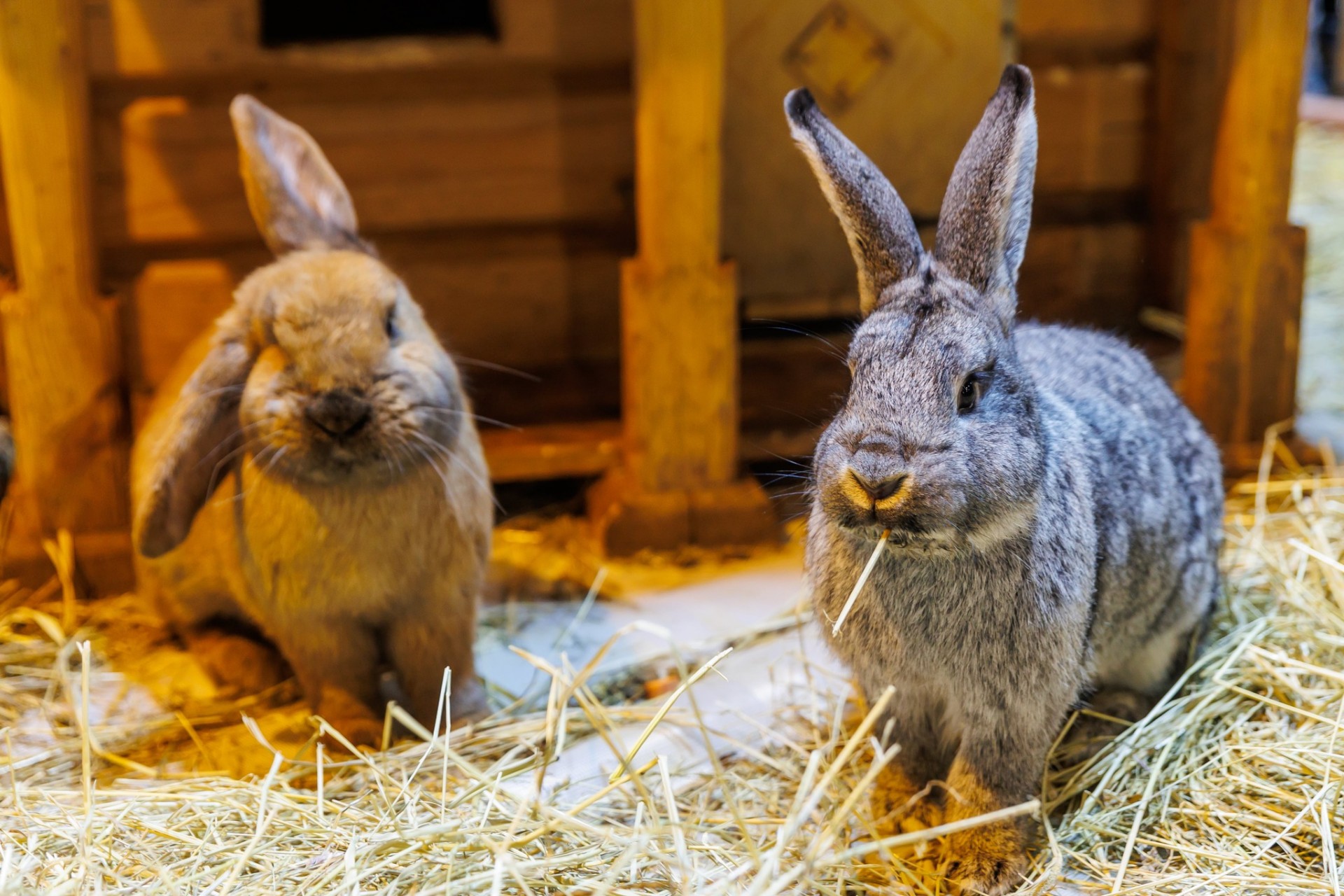 No kaķiem un suņiem līdz kaziņām un zirnekļiem – mājdzīvnieku un zooindustrijas izstāde ZooExpo 2023 Ķīpsalā (Bilde 2)