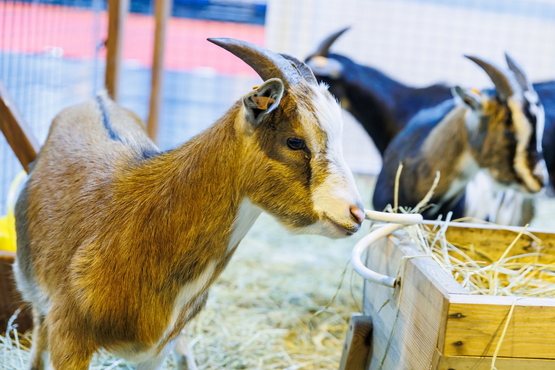 No kaķiem un suņiem līdz kaziņām un zirnekļiem – mājdzīvnieku un zooindustrijas izstāde ZooExpo 2023 Ķīpsalā (Bilde 3)