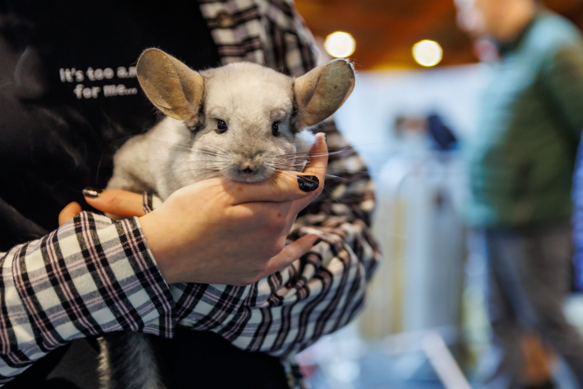 No kaķiem un suņiem līdz kaziņām un zirnekļiem – mājdzīvnieku un zooindustrijas izstāde ZooExpo 2023 Ķīpsalā (Bilde 4)