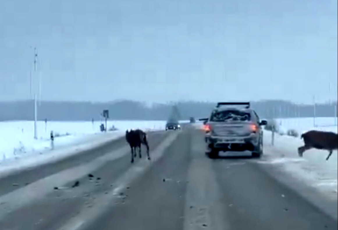 Morālais kroplis! Uz Saldus šosejas no braucoša auto šauj uz briežiem (Bilde 2)