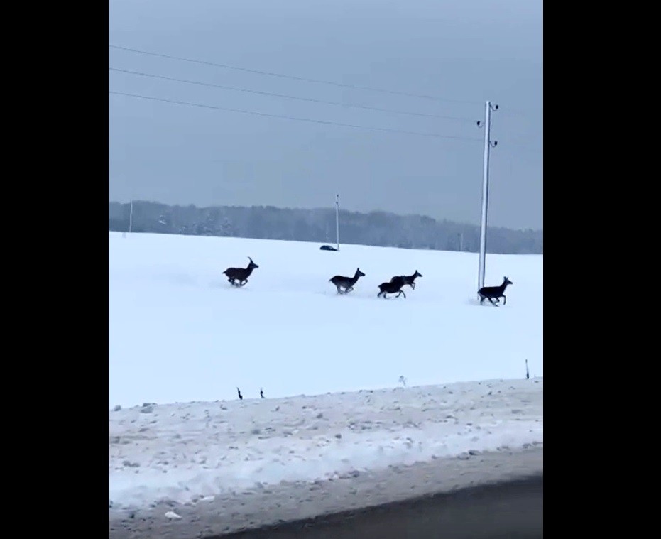 Morālais kroplis! Uz Saldus šosejas no braucoša auto šauj uz briežiem (Bilde 4)