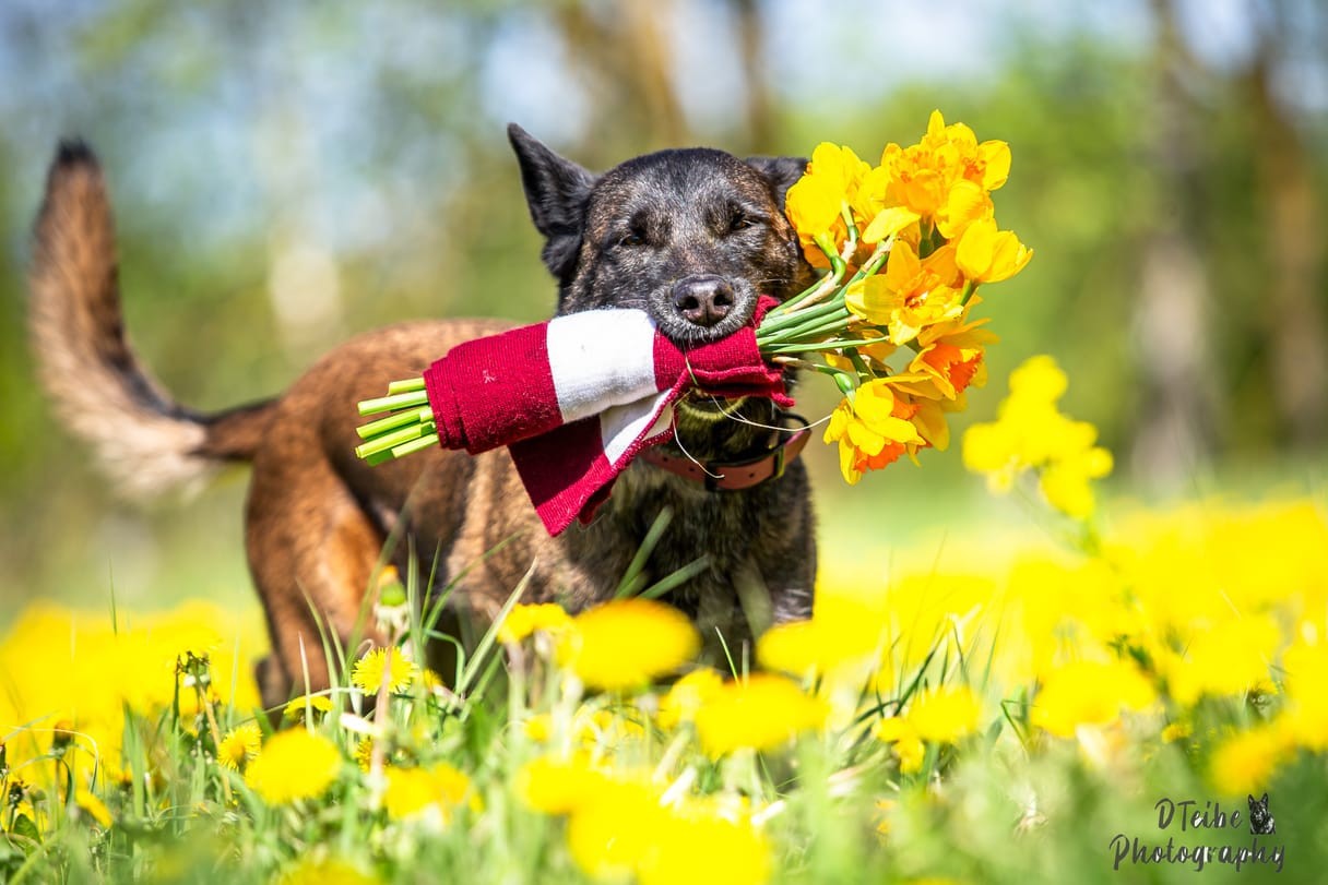 Satiec cilvēka labākos draugus un atpūties kopā ar ģimeni izstādē ZooExpo 2025! (Bilde 1)