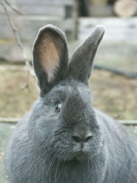 BT1 aicina lielus un mazus uz kaķu, suņu izstādi un trušu pilsētiņu FOTO (Bilde 4)