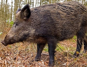 5 padomi, kā rīkoties, ja savā ceļā satiec mežacūku