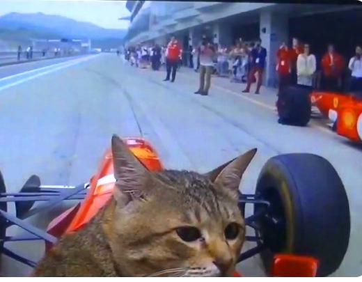 Pasauli aizkustina video, kurā skaistulis kaķis kā Formula-1 pilots milzu ātrumā izbrauc trasi
