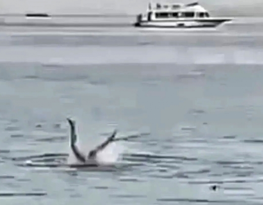 Letāls haizivs uzbrukums krievam. VIDEO