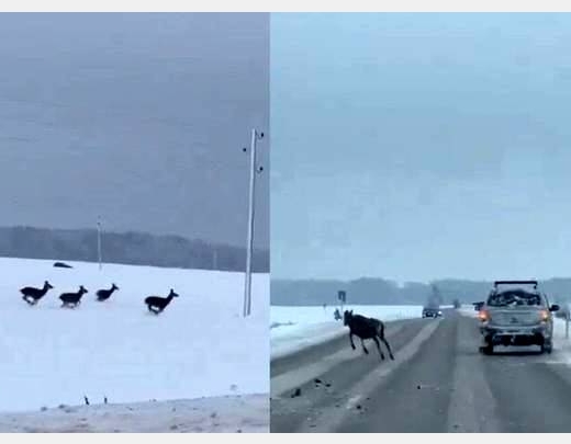 Morālais kroplis! Uz Saldus šosejas no braucoša auto šauj uz briežiem