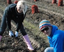 Rešetins un Vaļicka piedalās kartupeļu novākšanā