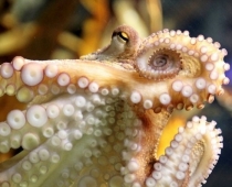 Miris slavenais futbola gaišreģis astoņkājis Pauls