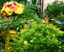SEKO MUMS un iegūsti ielūgumus uz krāšņo izstādi Dārzs. Flora. Mežs un Koks. Riga Agro