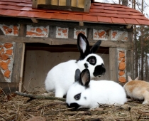 BT1 aicina lielus un mazus uz kaķu, suņu izstādi un trušu pilsētiņu FOTO